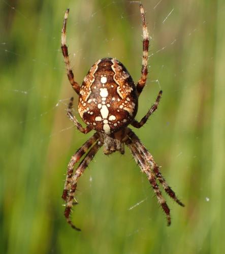Araneus diadematus